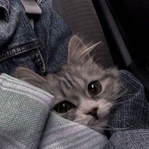 Meet your Posher, Beverly